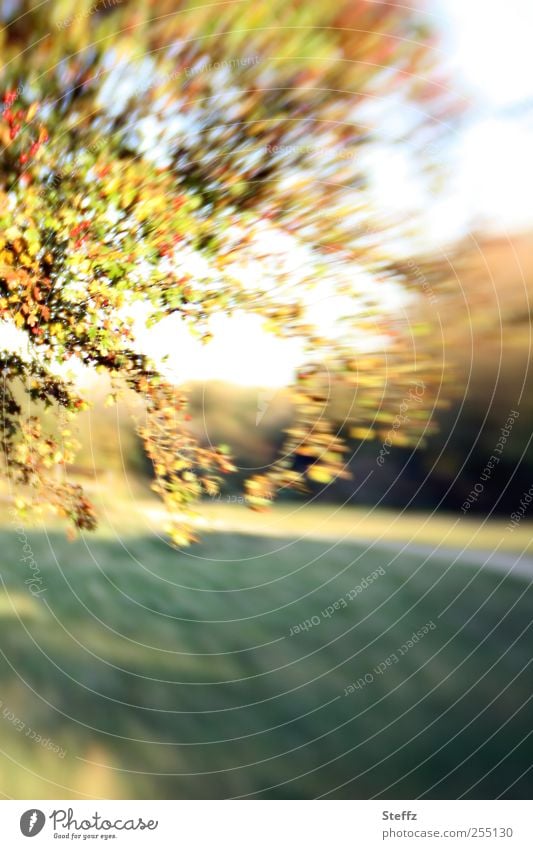 Indian summer Indian Summer September Rowan tree Early fall naturally Rawanberry Autumnal landscape Wayside Warm light Movement Autumnal weather October