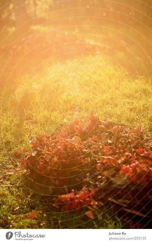 autumn foliage | sun Sun Environment Nature Plant Elements Earth Sunrise Sunset Sunlight Autumn Climate Weather Beautiful weather Tree Leaf Meadow Park Breathe