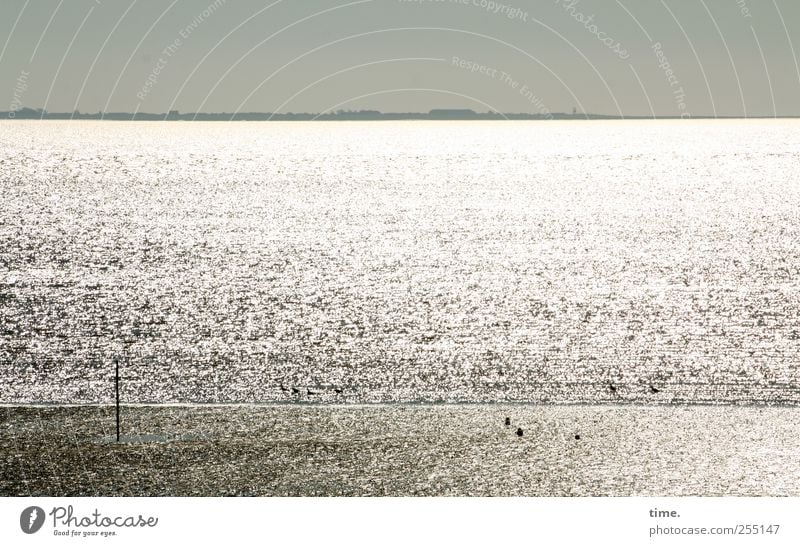 silver eye Ocean Waves Water Horizon North Sea Glittering Illuminate Bright Mud flats Sky Coast River bank Colour photo Subdued colour Exterior shot Deserted