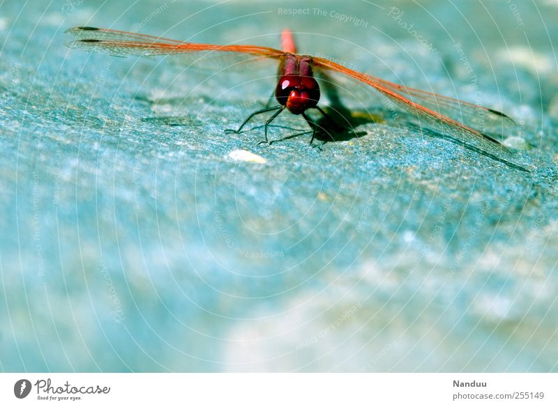 helicopters Animal 1 Dragonfly Insect Red Distinctive Macro (Extreme close-up) Multicoloured Departure Colour photo Exterior shot Looking into the camera