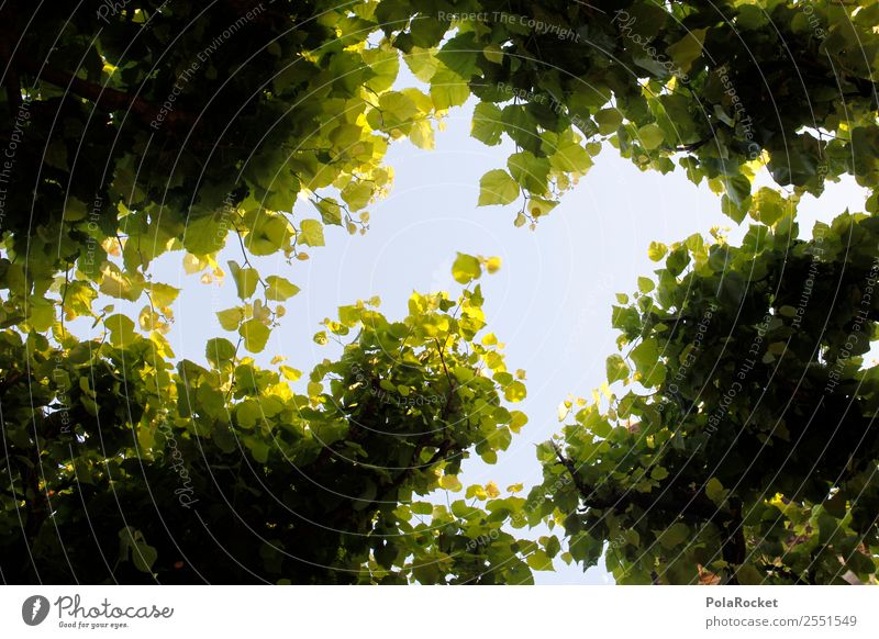 #A# Leaf canopy Art Esthetic To leaf (through a book) Green Sky Heaven Sky blue Blue Autumn Colour photo Multicoloured Exterior shot Detail Experimental