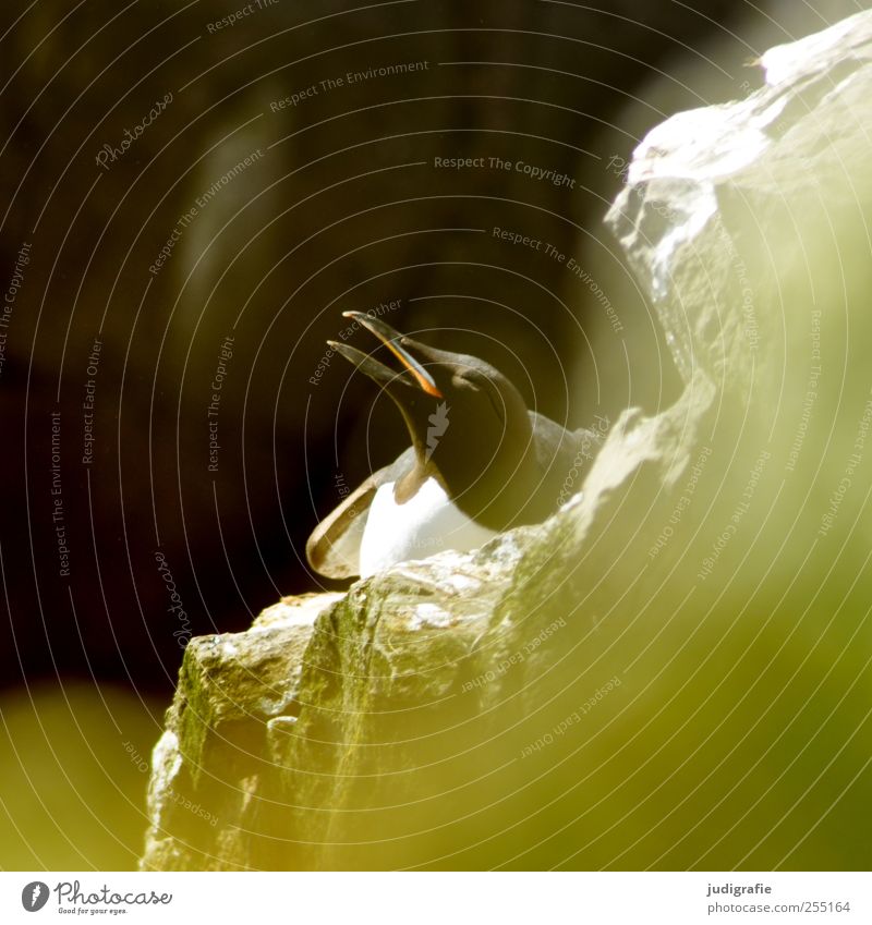 Iceland Environment Nature Animal Rock Wild animal Bird Animal face Uria Common murre 1 Natural Life Incubating Colour photo Exterior shot Light Blur