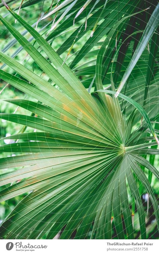 Palm leaf Nature Green Orange Palm tree Leaf Detail Macro (Extreme close-up) Nahe Plant Structures and shapes Pattern Colour photo Exterior shot Deserted Day