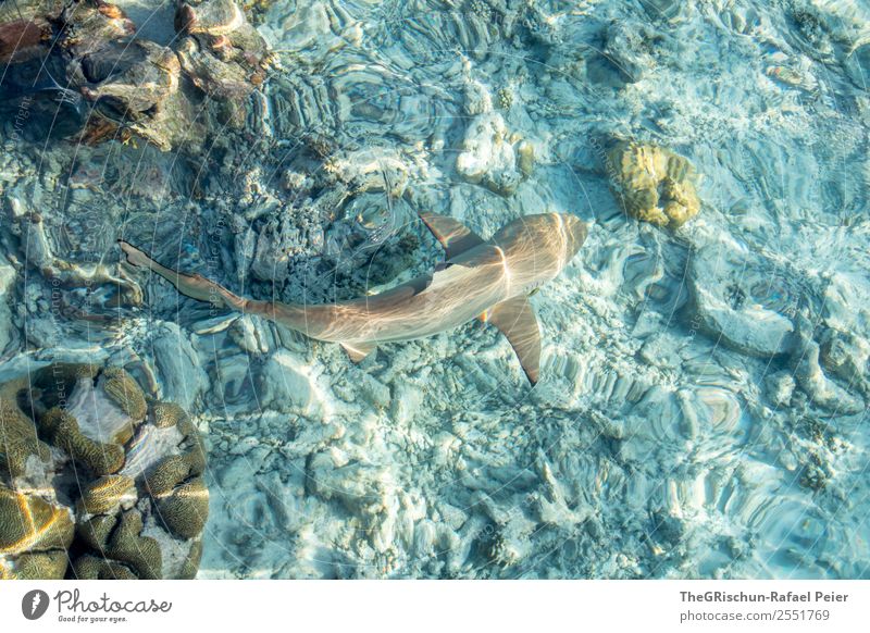 reef shark Animal 1 Esthetic Athletic Blue Brown Gray Turquoise White Shark Maldives Swimming Beautiful Coral Sea water Water wings Kuramathi Stone Reef