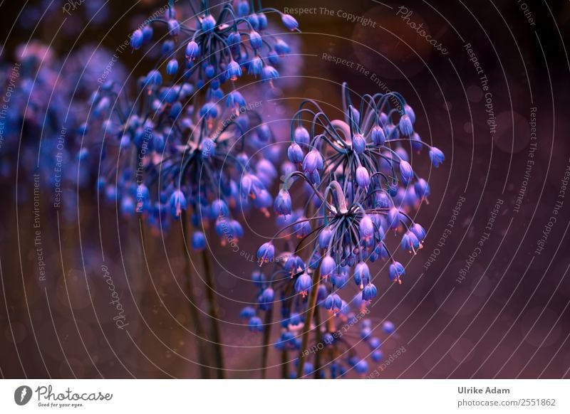 Wild onion flowers - Nature Design Wellness Life Harmonious Well-being Contentment Relaxation Calm Meditation Spa Decoration Wallpaper Image Card