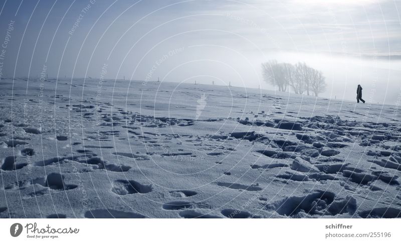 Fog beeches 1 Human being Nature Landscape Sunlight Winter Beautiful weather Ice Frost Snow Tree Hill Mountain Peak Cold Loneliness Clump of trees Beech tree