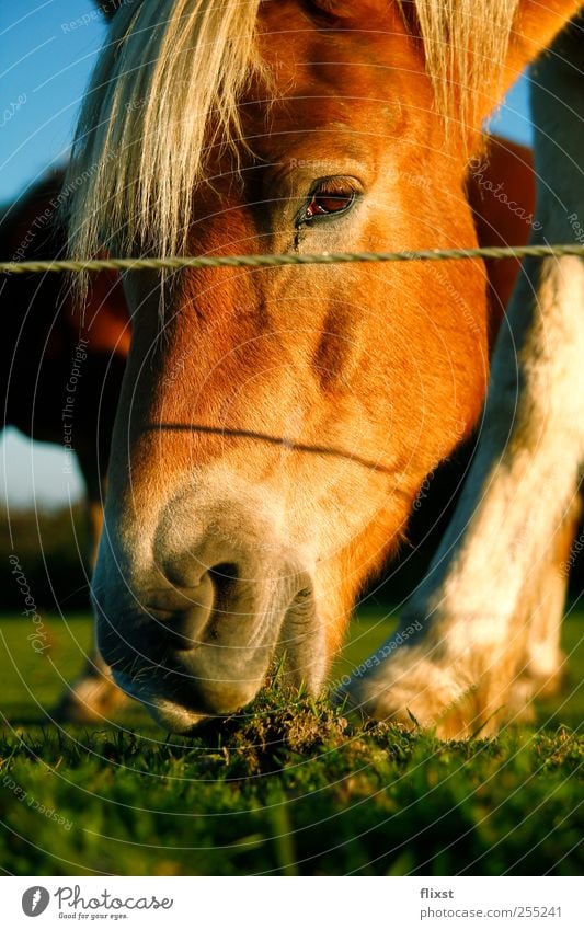 dinner Cloudless sky Sun Summer Beautiful weather Field Farm animal Horse Animal face 1 Interest Appetite Nutrition Grass Colour photo Exterior shot