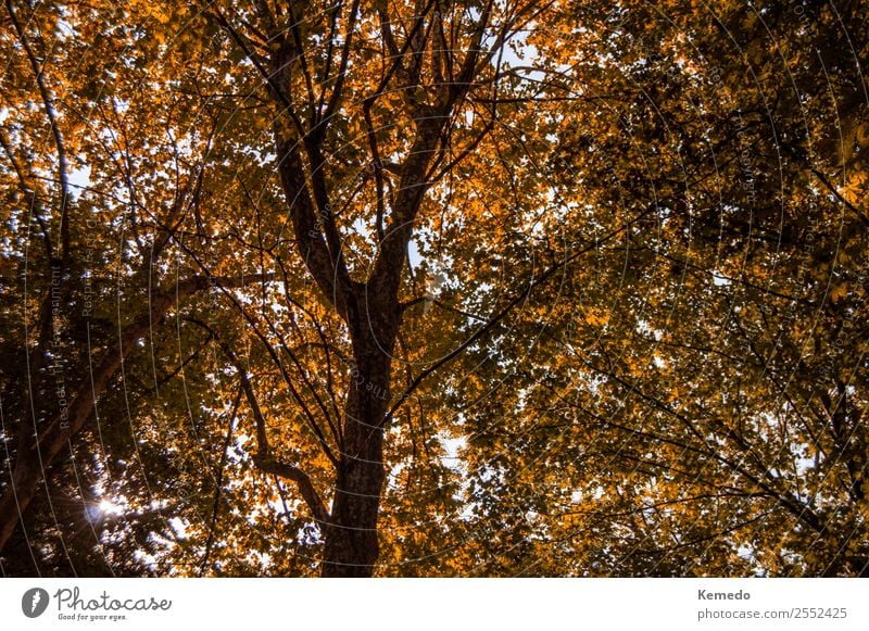 Background of trees with autumn colors and dry leaves. Life Harmonious Relaxation Calm Freedom Sun Environment Nature Landscape Plant Sky Autumn Tree Flower