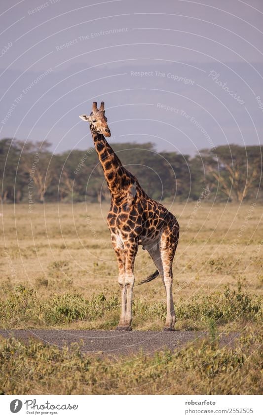 Giraffe in Lake Nakuru National Park, Kenya, Africa Vacation & Travel Tourism Safari Summer Nature Landscape Animal Sky Clouds Grass Natural Wild Blue Yellow