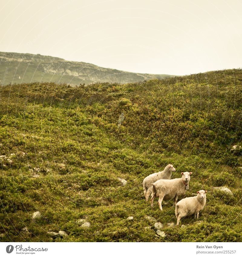 Norwegian sheep Environment Nature Landscape Plant Sky Cloudless sky Horizon Grass Bushes Moss Hill Mountain Animal Farm animal Sheep 3 Group of animals Herd