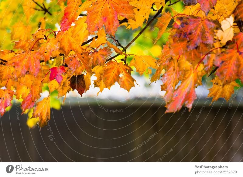 Tree branch with leaves in autumn colors Design Beautiful Wallpaper Environment Nature Autumn Leaf Bright Wet Natural Yellow Gold Red November October