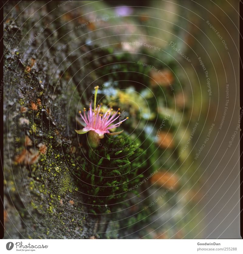 Muse of spring. Environment Nature Elements Spring Plant Tree Flower Moss Blossom Garden Beautiful Colour photo Exterior shot Deserted Day Light