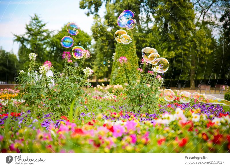 Bubbles in the park Children's game Plant Summer Beautiful weather Flower Grass Bushes Park Blossoming Glittering Illuminate Happiness Round Kitsch Ease