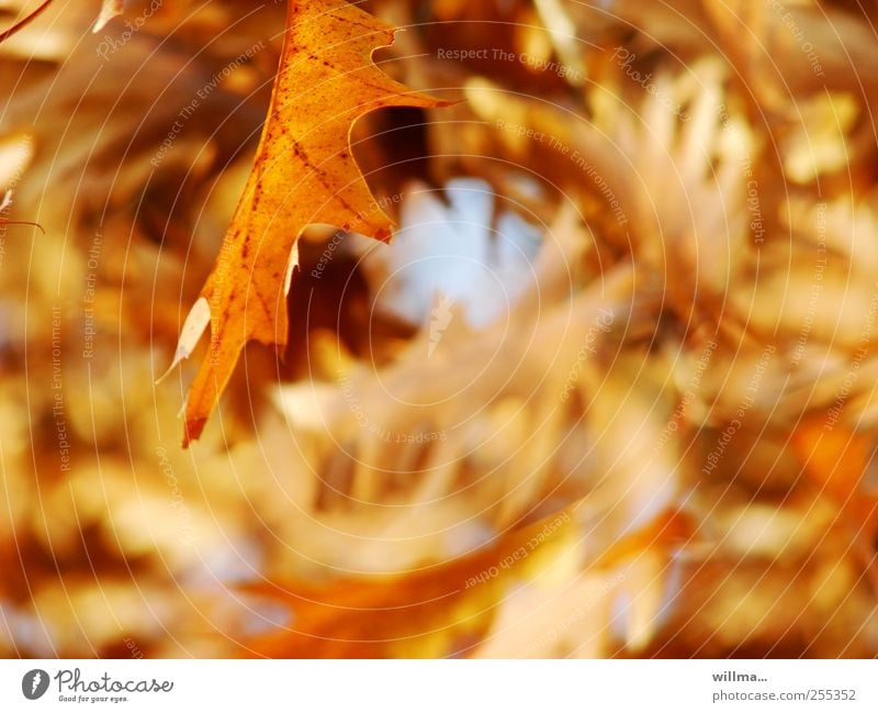 Yellow autumn leaf of red oak Autumn Leaf Oak tree Oak leaf Brown Autumnal Autumnal colours Autumn leaves Leaf canopy Quercus rubra Nature Beautiful weather