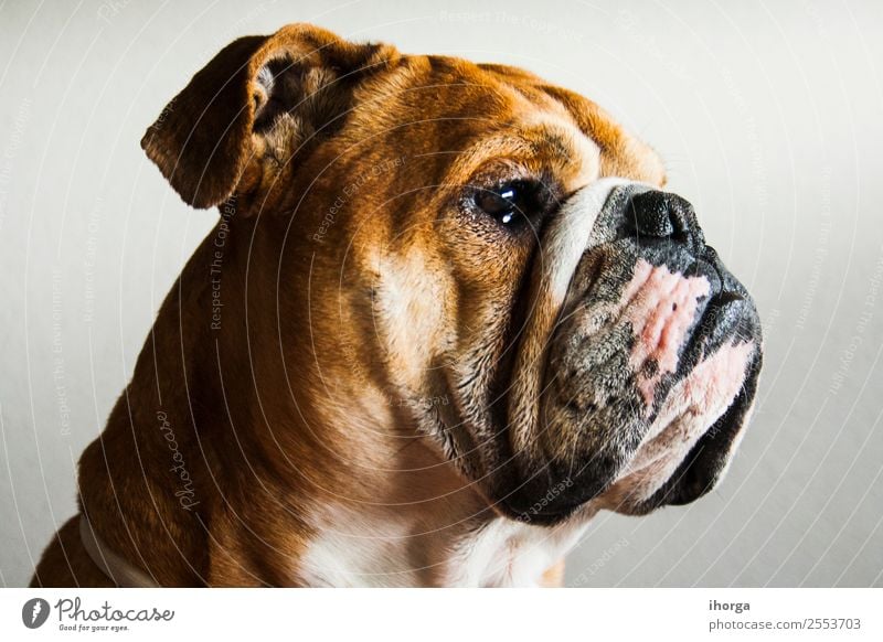 portrait of dog of the english bulldog breed Beautiful Face Nature Animal Grass Pet Dog Animal face 1 Sleep Stand Natural Retro Green British Delightful Breed