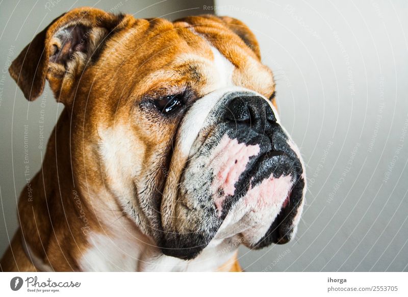 portrait of dog of the english bulldog breed Beautiful Face Nature Animal Pet Dog 1 Sleep Stand Natural Retro Green British Delightful Breed Bridle Bull Mammal