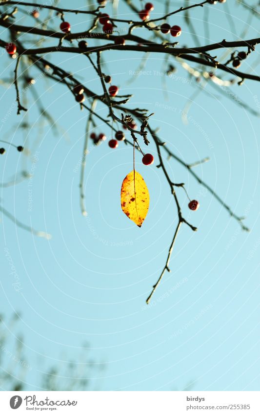 for you shall rain colorful pictures Nature Plant Sky Cloudless sky Autumn Beautiful weather Tree Leaf Illuminate Esthetic Positive Blue Yellow Loneliness