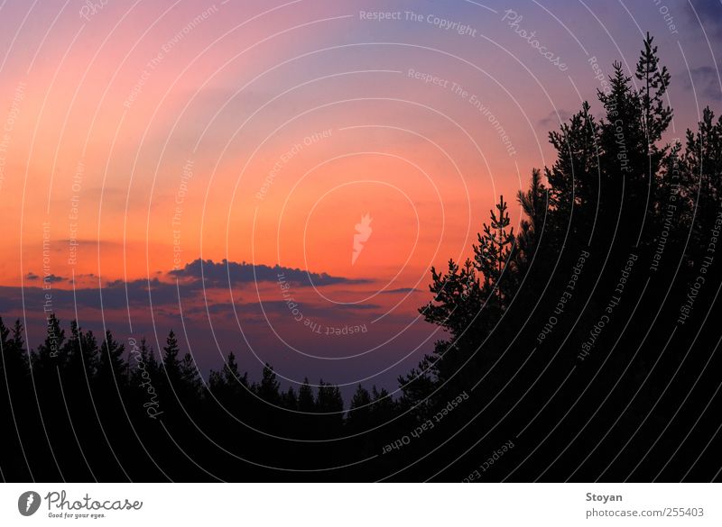 Sunset - Vitosha, Bulgaria Nature Landscape Earth Air Sky Cloudless sky Clouds Horizon Climate change Weather Plant Tree Leaf Foliage plant Wild plant Forest