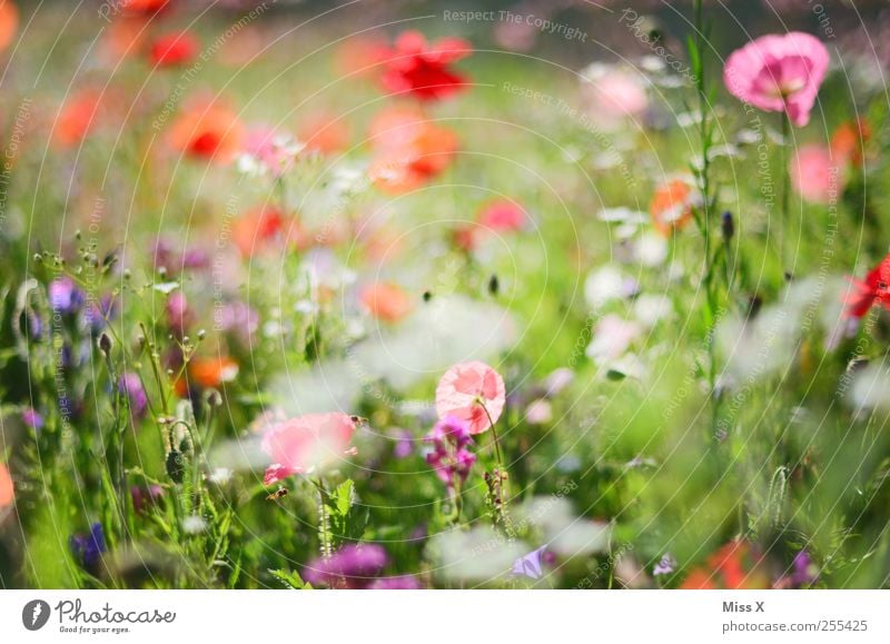 for you shall colorful pictures and rain Spring Summer Plant Flower Grass Leaf Blossom Blossoming Fragrance Growth Multicoloured Poppy Poppy blossom Poppy field