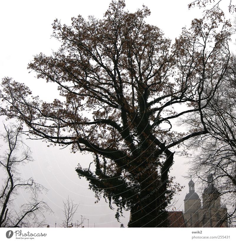 Wittenberg City trip Sky Autumn Climate Beautiful weather Fog Tree Wild plant Twigs and branches Wittenberg district Martin Luther Downtown Skyline Populated