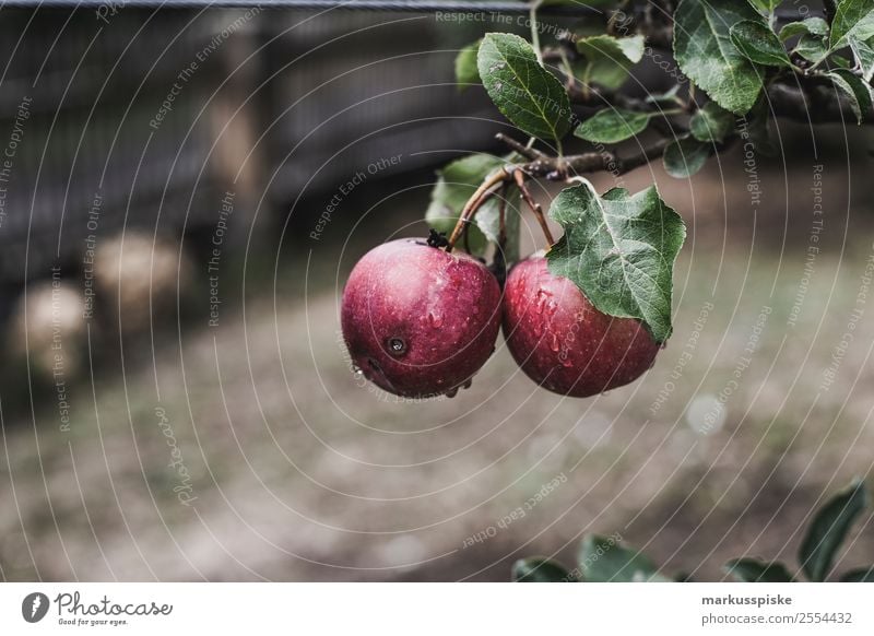 Fresh Organic Apples Scattered Fruit Food Fruittree meadow Nutrition Eating Picnic Organic produce Vegetarian diet Diet Fasting Finger food Lifestyle Joy Happy