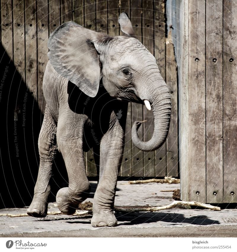 dumbo Animal Wild animal Zoo Elephant Elefantears Trunk Tusk Elephant skin 1 Baby animal Wood Walking Small Cute Brown Gray Joy Happy Joie de vivre (Vitality)