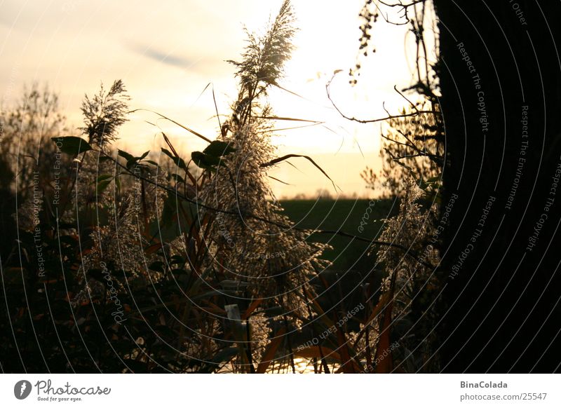 golden evening Sunset Grass Common Reed Evening Twilight Dusk Sky Nature