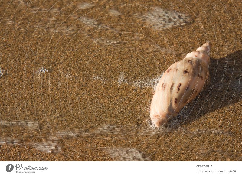 souvenir Environment Nature Sand Water Waves Coast Beach Ocean Island Animal Mussel 1 Esthetic Elegant Exotic Contentment New Zealand Colour photo Exterior shot