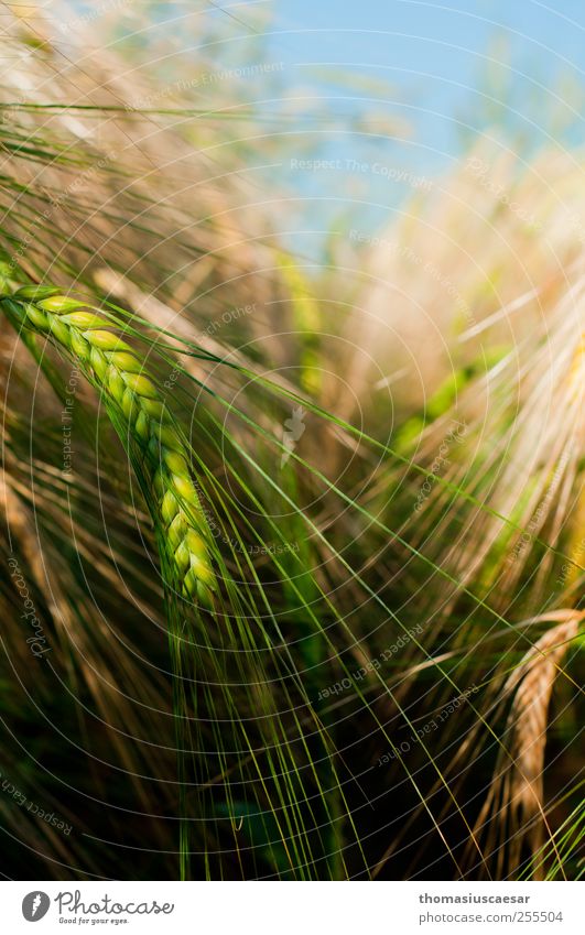 In the barley field Nature Summer Plant Agricultural crop Barleyfield Grain Field Simple Fresh Long Sustainability Clean Point Dry Yellow Green Warm-heartedness