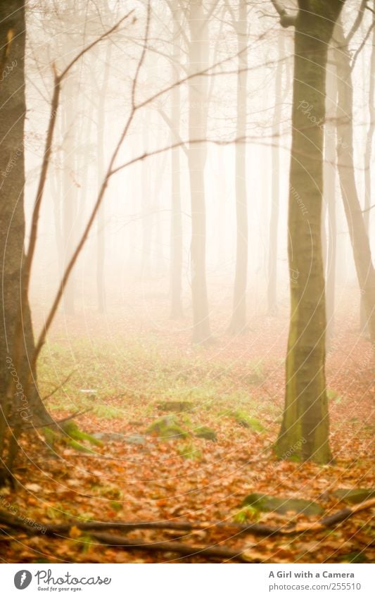 two reasons to celebrate Environment Nature Landscape Autumn Bad weather Fog Forest Elegant Infinity Creepy Wild Steep Subdued colour Exterior shot Deserted