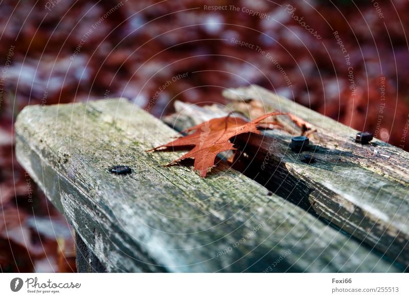 For you soll´s rain colorful pictures..... Nature Autumn Beautiful weather Park bench Bench Wood Metal Movement To enjoy Natural Blue Green Red Contentment