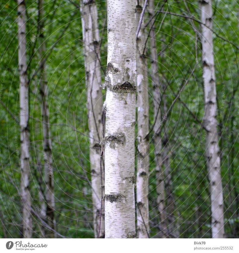 Swedish birch grove Environment Nature Plant Summer Tree Leaf Birch tree Birch wood Tree trunk Twig Twigs and branches Tree bark Birch bark Forest Stand Growth