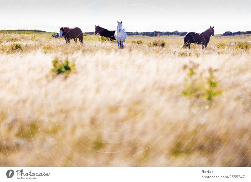 Icelandic horses in the south of Iceland II / II Leisure and hobbies Ride Vacation & Travel Tourism Trip Adventure Far-off places Freedom Hiking Sports