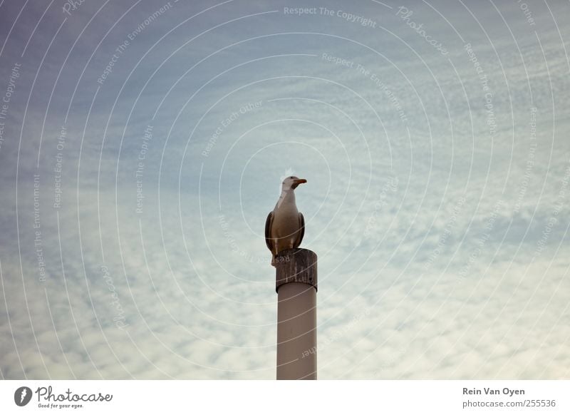 Seagull on pole 1 Animal Observe Pole Harbour Bird Central Clouds Clouds in the sky Sky Contrast Blue Purple Colour photo Exterior shot Deserted