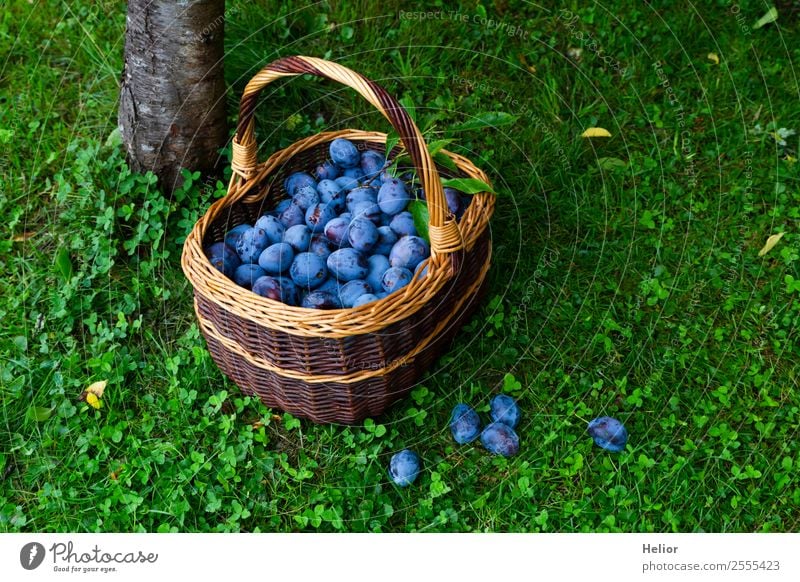 plum harvest Food Fruit Organic produce Summer Garden Nature Tree Grass Fresh Healthy Juicy Sweet Blue Brown Green To enjoy Plum Basket Harvest Wicker basket