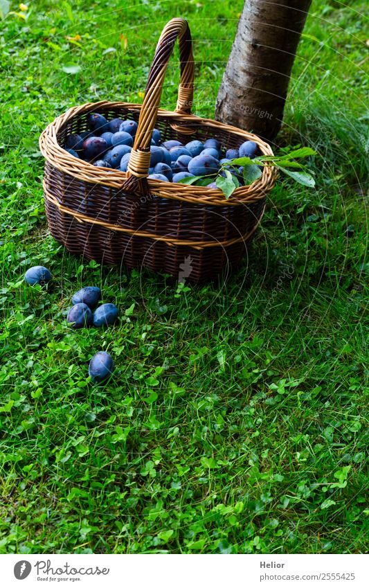 plum harvest Food Fruit Dessert Organic produce Summer Garden Nature Autumn Tree Grass Eating Fresh Healthy Delicious Juicy Blue Brown Green To enjoy Harvest