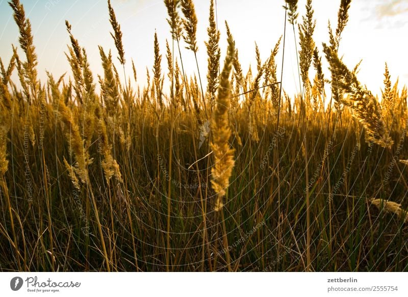 Dry meadow Evening Berlin Twilight Relaxation Closing time Airport Airfield Nature Airport Berlin-Tempelhof City life Meadow Grass Blade of grass Blossom