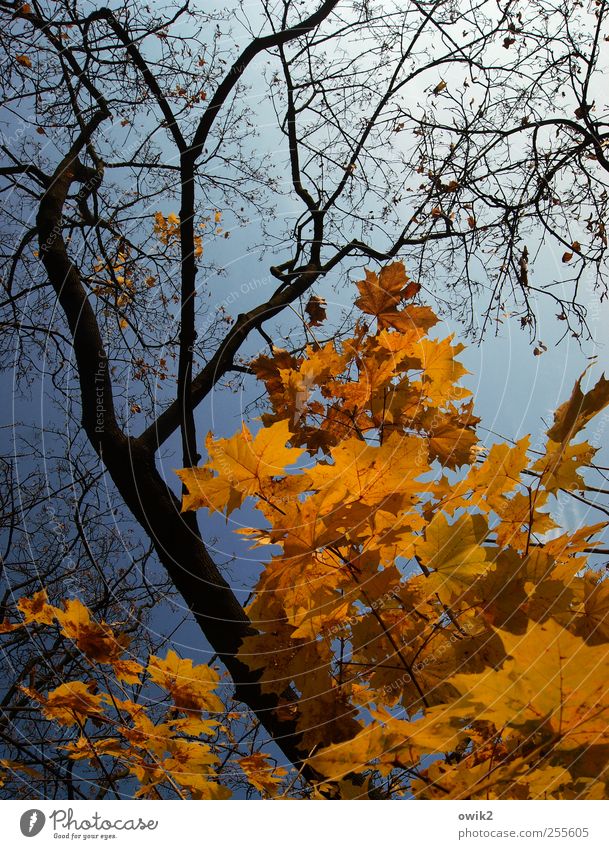 autumn pallet Environment Nature Landscape Plant Air Cloudless sky Autumn Climate Weather Beautiful weather Tree Leaf Wild plant Twigs and branches Movement