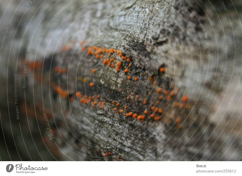 xylobiont Nature Plant Tree Tree fungus Orange populate Log Tree bark fungal infestation Symbiosis Colour photo Subdued colour Exterior shot Close-up Detail