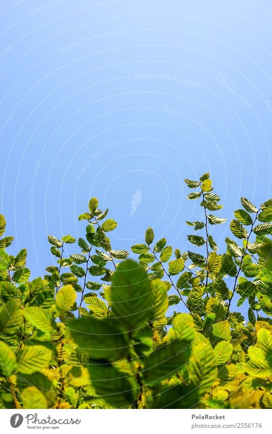 #S# Hedge Nature Life Garden Beech tree Leaf Green Perspective Sky Growth Many Reckless Part of the plant Branch Upward Colour photo Exterior shot Close-up