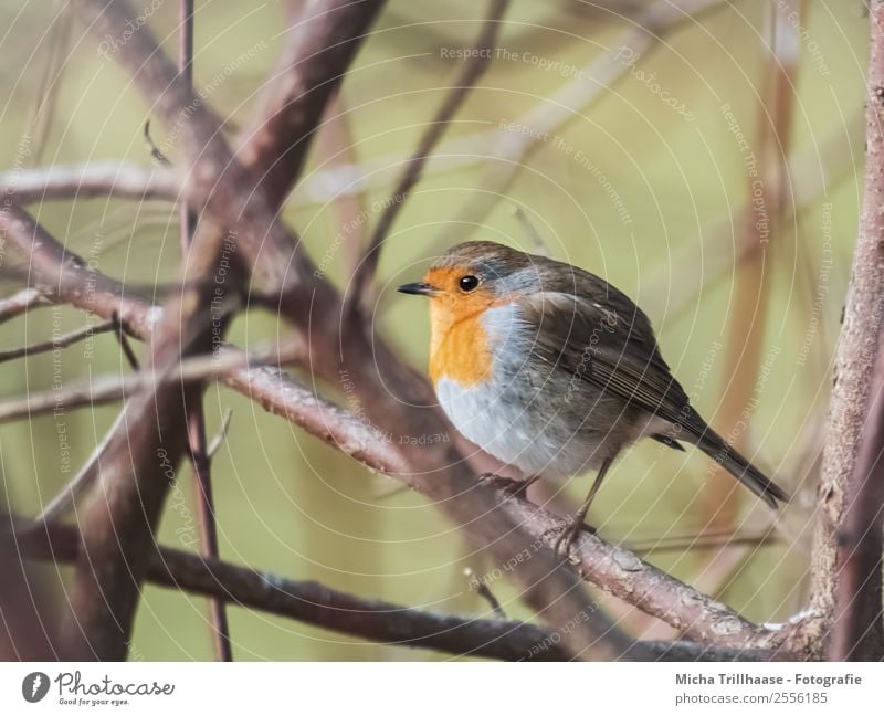 Rounded robin Nature Animal Sun Sunlight Beautiful weather Plant Tree Wild animal Bird Animal face Wing Claw Robin redbreast Feather Beak Eyes Grand piano 1