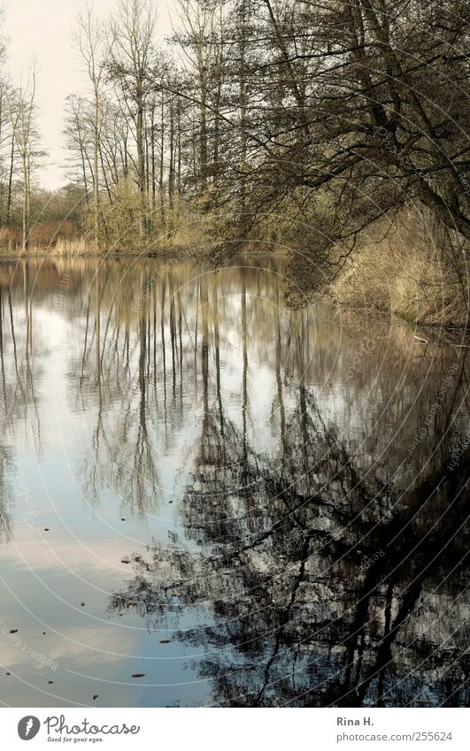 silent Nature Landscape Water Autumn Winter Beautiful weather Tree Grass Bushes Lakeside Schleswig-Holstein Esthetic Natural Emotions Calm Idyll romantic