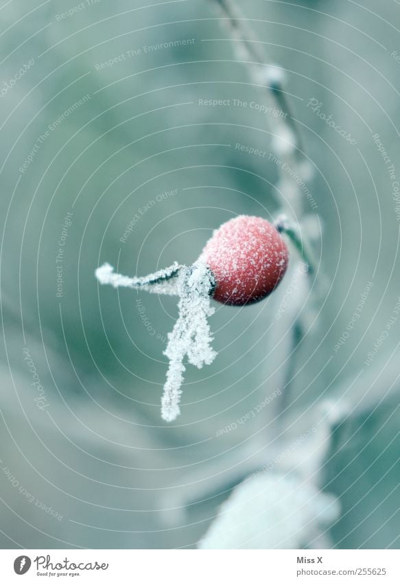 rose hip Winter Bad weather Ice Frost Snow Bushes Leaf Cold Rose hip Dog rose Hoar frost Branch Twig Twigs and branches Colour photo Exterior shot Close-up