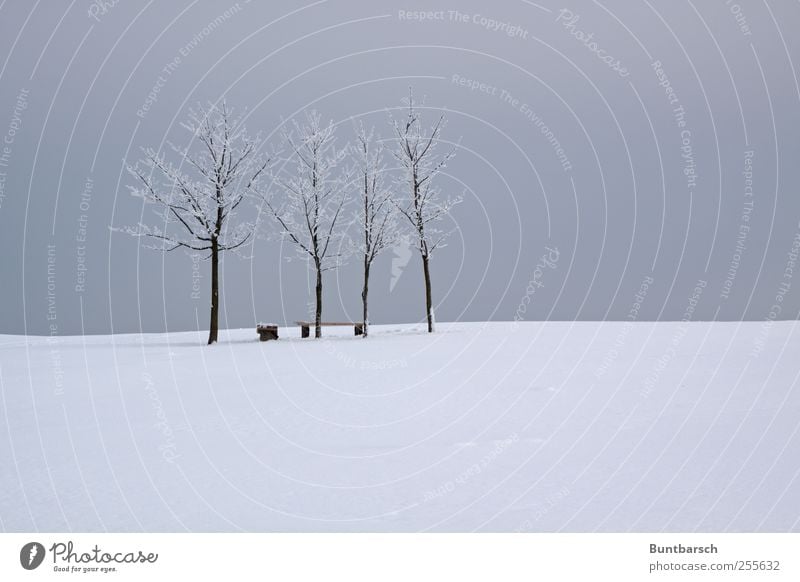 bank guard Winter Snow Winter vacation Landscape Sky Ice Frost Tree Cold Gloomy Gray White Calm Deserted Bench Resting place Colour photo Subdued colour