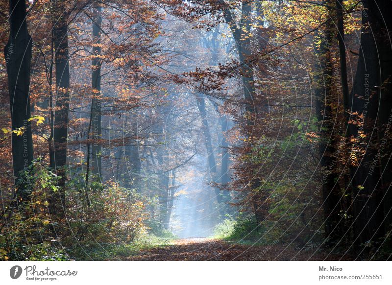 What a Wonderful World Environment Nature Landscape Autumn Climate Tree Bushes Forest Idyll Esthetic Autumnal Autumnal colours Autumn leaves To go for a walk