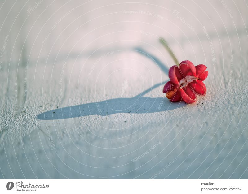 peanut Plant Drops of water Autumn Red White Shadow Wooden board Colour photo Macro (Extreme close-up) Deserted Copy Space left Copy Space bottom Day