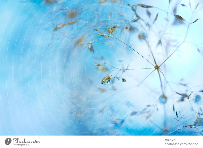 forest grass Drops of water Grass Authentic Exceptional Fantastic Cold Wet Natural Blue Colour photo Exterior shot Close-up Detail Macro (Extreme close-up)