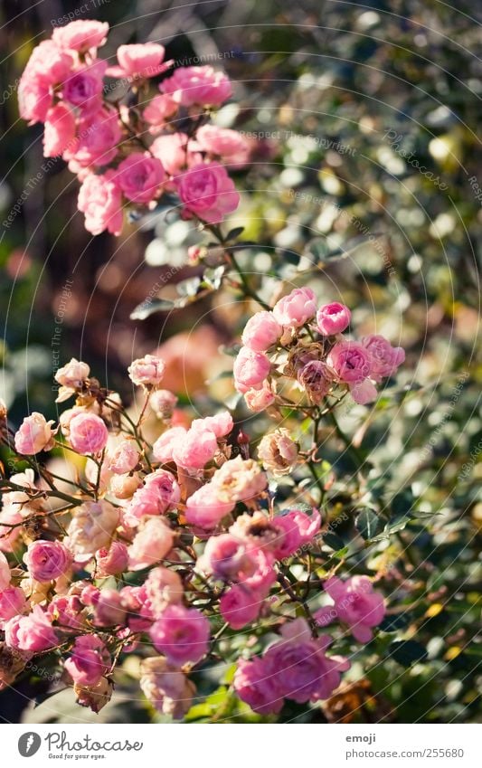 La vie en rose Plant Flower Bushes Rose Leaf Blossom Natural Pink Colour photo Exterior shot Close-up Detail Deserted Day Shallow depth of field