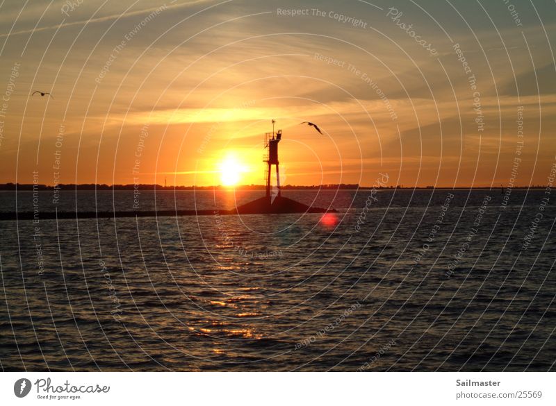 sundown Sunset Waterway Seagull Dusk Elbe River