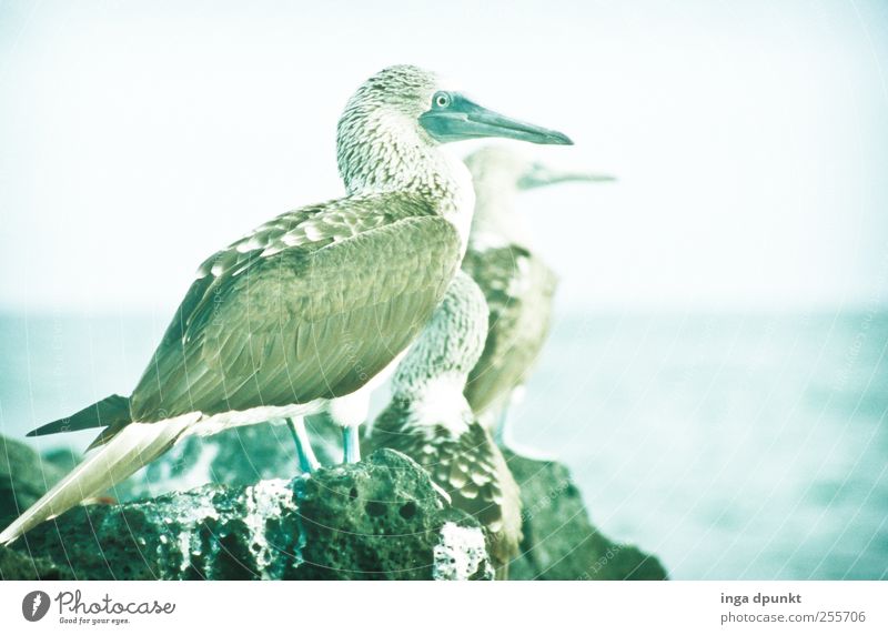 Wonderful views Environment Nature Landscape Animal Elements Coast Ocean Pacific Ocean Island South America Galapagos islands Wild animal Bird Blue-footed Booby